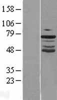 GRHL2 Human Over-expression Lysate