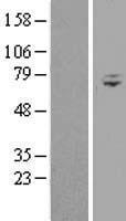 WDR76 Human Over-expression Lysate