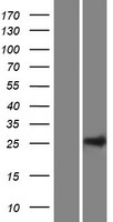 C10orf95 Human Over-expression Lysate