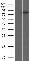 PLEKHH3 Human Over-expression Lysate