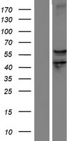 SEMA6D Human Over-expression Lysate
