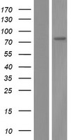 TMEM62 Human Over-expression Lysate