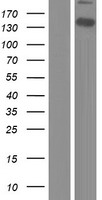 WWC2 Human Over-expression Lysate