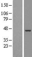 RPF1 Human Over-expression Lysate