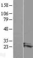 ARL14 Human Over-expression Lysate