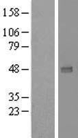 UXS 1 (UXS1) Human Over-expression Lysate