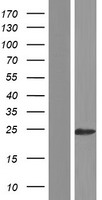 TMEM134 Human Over-expression Lysate