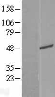 TEDC2 Human Over-expression Lysate