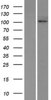 HKDC1 Human Over-expression Lysate