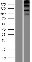 FHOD3 Human Over-expression Lysate