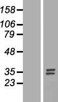 Nucleotide binding protein like (NUBPL) Human Over-expression Lysate