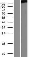 SPHKAP Human Over-expression Lysate