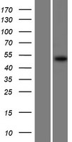 LNP (LNPK) Human Over-expression Lysate