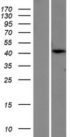 PTER Human Over-expression Lysate