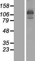 OSBP2 Human Over-expression Lysate