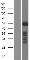 SHARP1 (BHLHE41) Human Over-expression Lysate