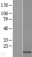 URM1 Human Over-expression Lysate