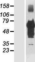 TSC22 domain family, member 4 (TSC22D4) Human Over-expression Lysate