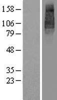 UNC93B (UNC93B1) Human Over-expression Lysate