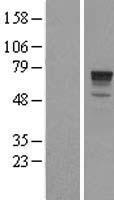 PHACTR1 Human Over-expression Lysate