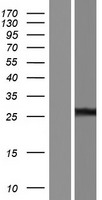FAHD1 Human Over-expression Lysate