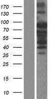 Rho GTPase activating protein 24 (ARHGAP24) Human Over-expression Lysate