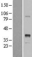 Inhibin beta E chain (INHBE) Human Over-expression Lysate