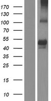 SYT15 Human Over-expression Lysate