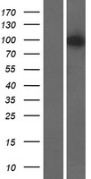 CENTG3 (AGAP3) Human Over-expression Lysate