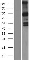 PCDHGB1 Human Over-expression Lysate