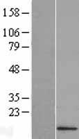 IFI27L2 Human Over-expression Lysate