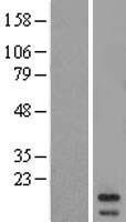 MRPL43 Human Over-expression Lysate