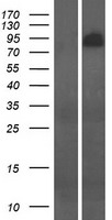 PSD2 Human Over-expression Lysate