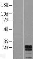 RTL6 Human Over-expression Lysate