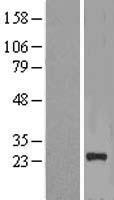 NICN1 Human Over-expression Lysate