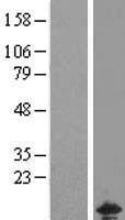 CHCHD5 Human Over-expression Lysate