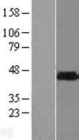 PHYHIPL Human Over-expression Lysate