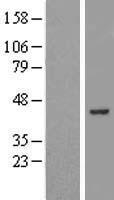 ZBTB37 Human Over-expression Lysate