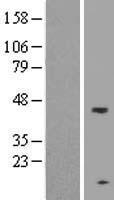 SPATA22 Human Over-expression Lysate