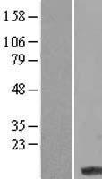 LCE3D Human Over-expression Lysate