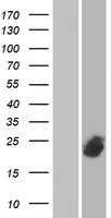 SFT2C (SFT2D3) Human Over-expression Lysate