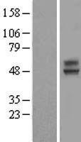 TMEM25 Human Over-expression Lysate