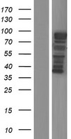 MICALCL Human Over-expression Lysate