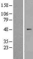 ZNF566 Human Over-expression Lysate