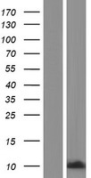 CAMK2N2 Human Over-expression Lysate