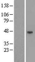 KCNK4 Human Over-expression Lysate