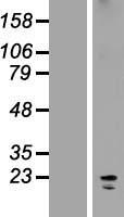 KCNK7 Human Over-expression Lysate