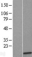 RPL36 Human Over-expression Lysate