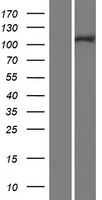 INTS4 Human Over-expression Lysate