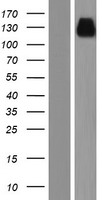 TMEM132B Human Over-expression Lysate